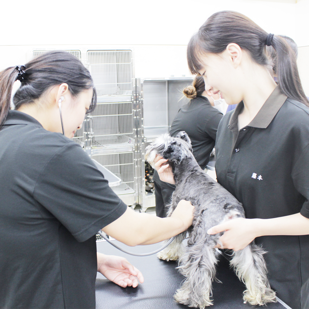 ２年生の動物看護実習
